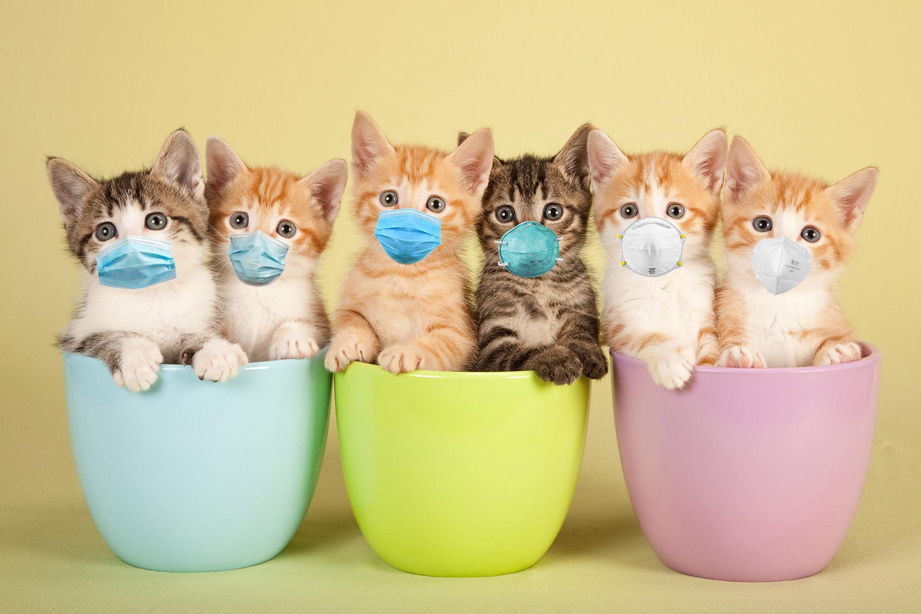 kittens-masks.jpg