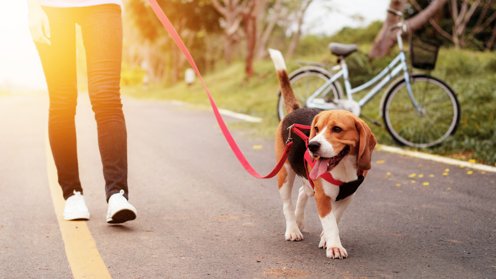 Stock image of a person walking their dog on a paved path.