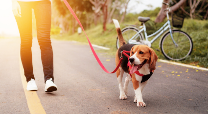 This is a stock image of a person walking their dog along a paved path. 