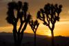 Picture of AZ sunset landscape