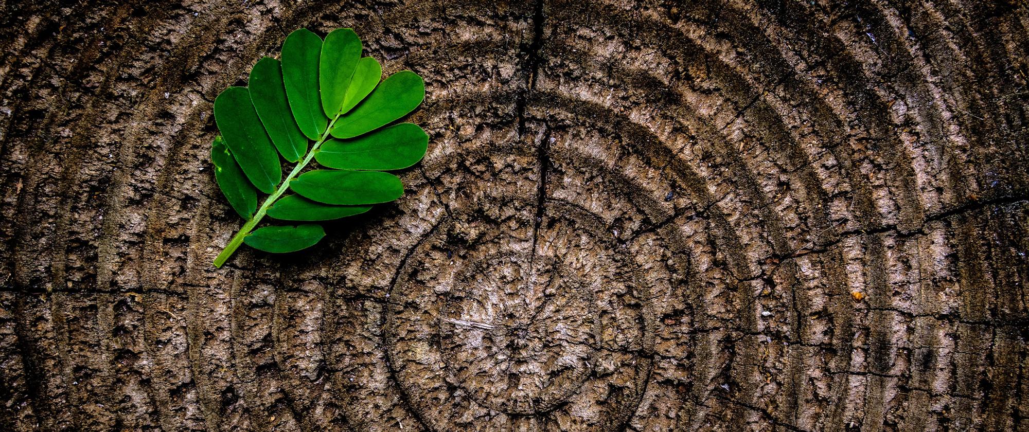 Leaf on tree stump
